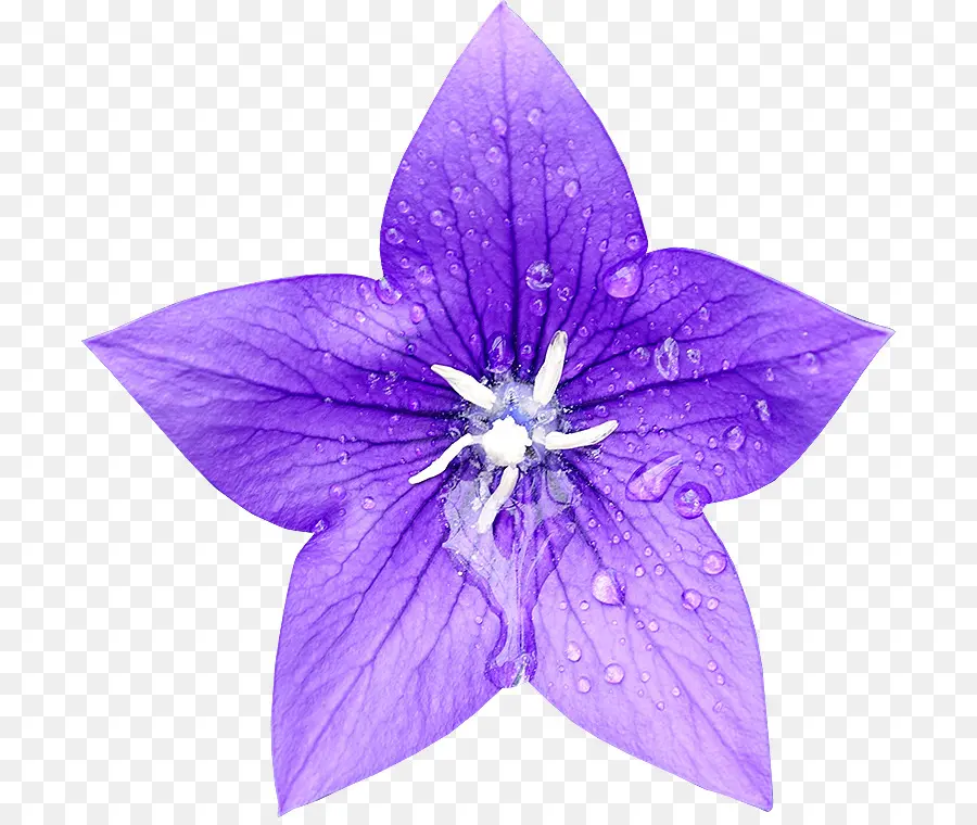 Flor Morada，Florecer PNG