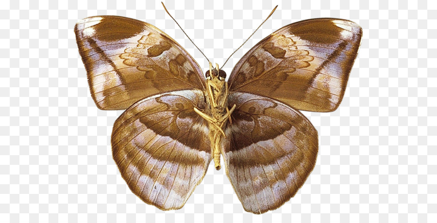 Mariposa Negra，Alas PNG