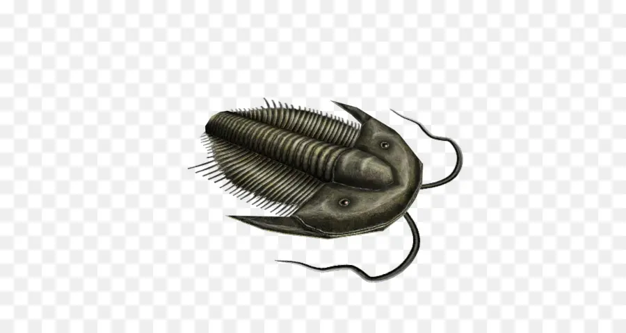 Fósil De Trilobites，Prehistórico PNG