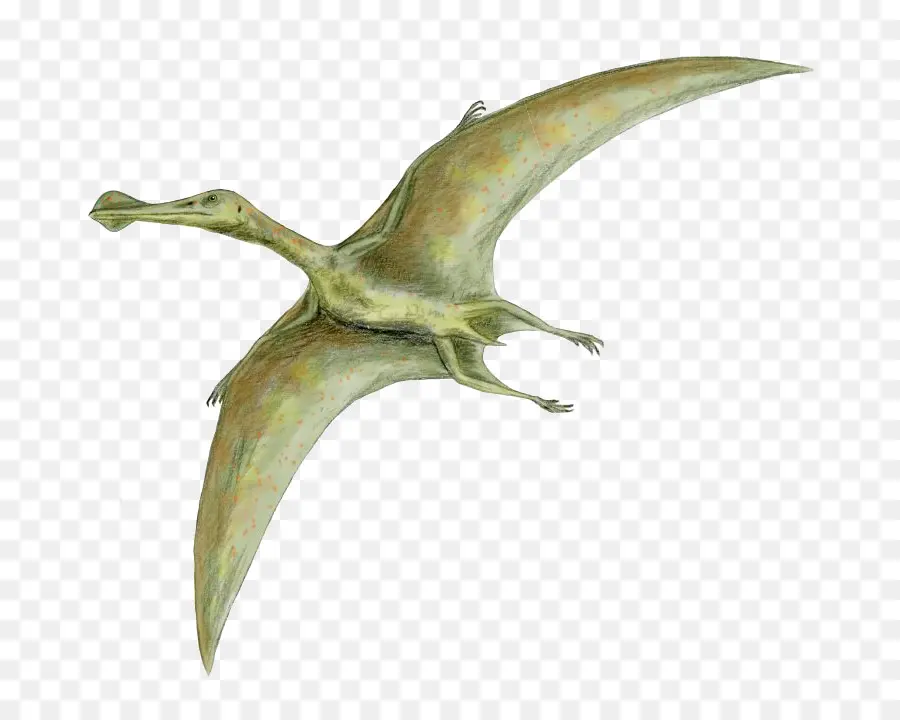 Dinosaurio De Tamaño，Quetzalcoatlus PNG