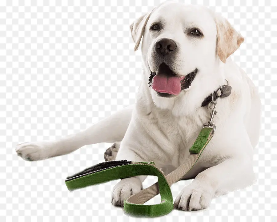 Labrador Retriever，Correa PNG