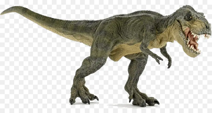 Tyrannosaurus，Velociraptor PNG