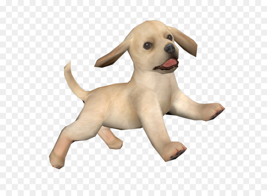 Labrador Retriever，Cachorro PNG