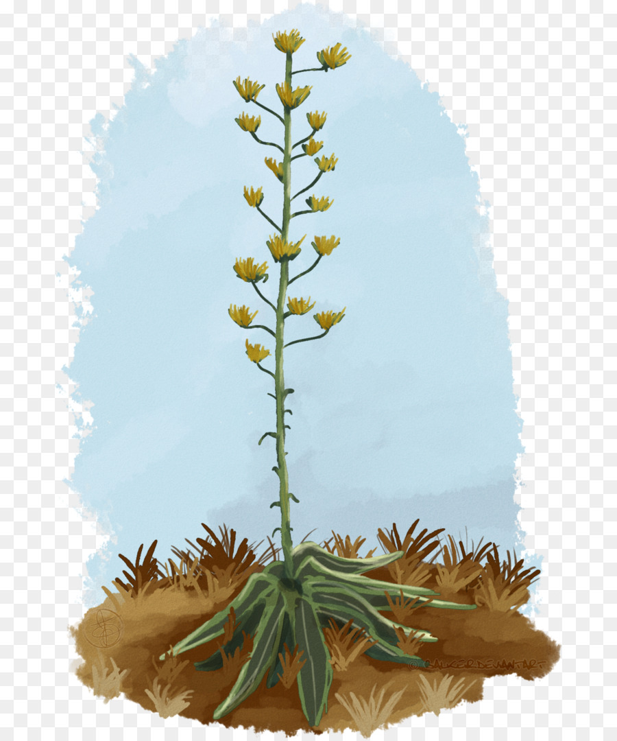 Agave，Tallo De La Planta PNG