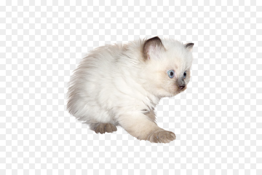 Gatito，Birman PNG