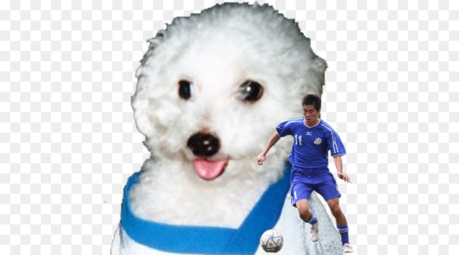 Bichon Frisé，Maltés Perro PNG