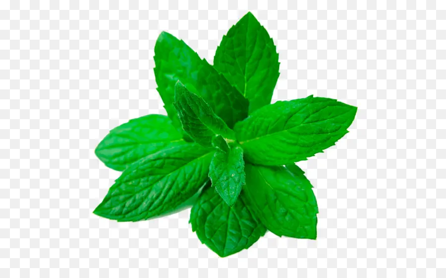 Menta，Hoja PNG