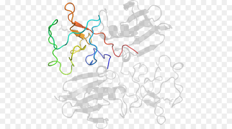 Estructura De La Proteína，Molécula PNG