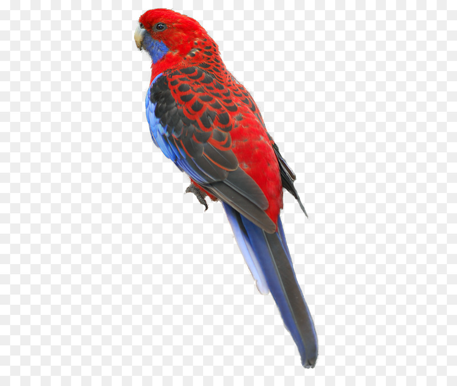 Guacamayo，Loriini PNG