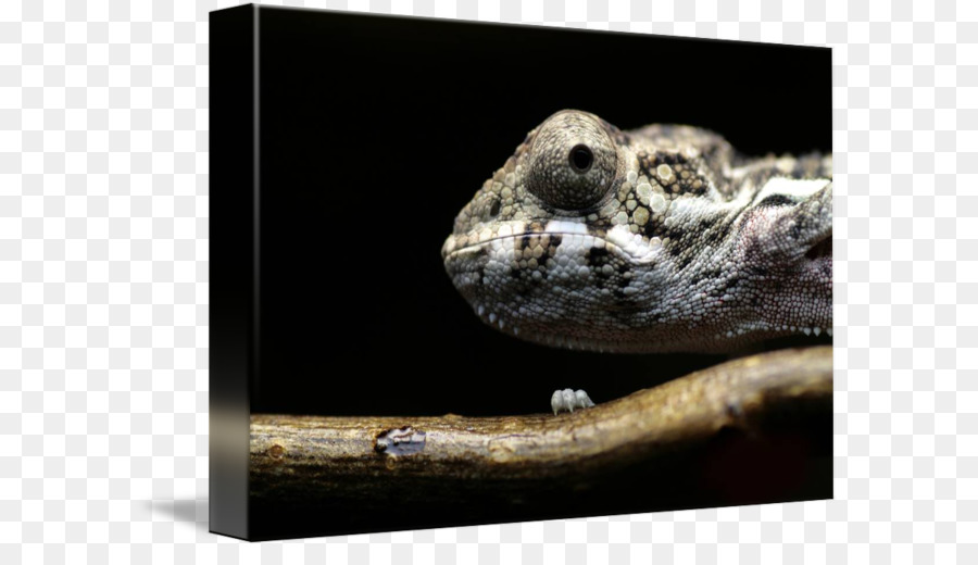 Escala De Reptiles，Anfibios PNG