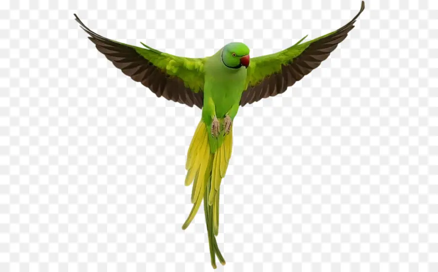 Parrot，Pájaro PNG