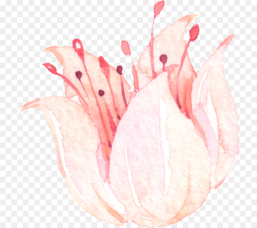 Flor，Rosa PNG