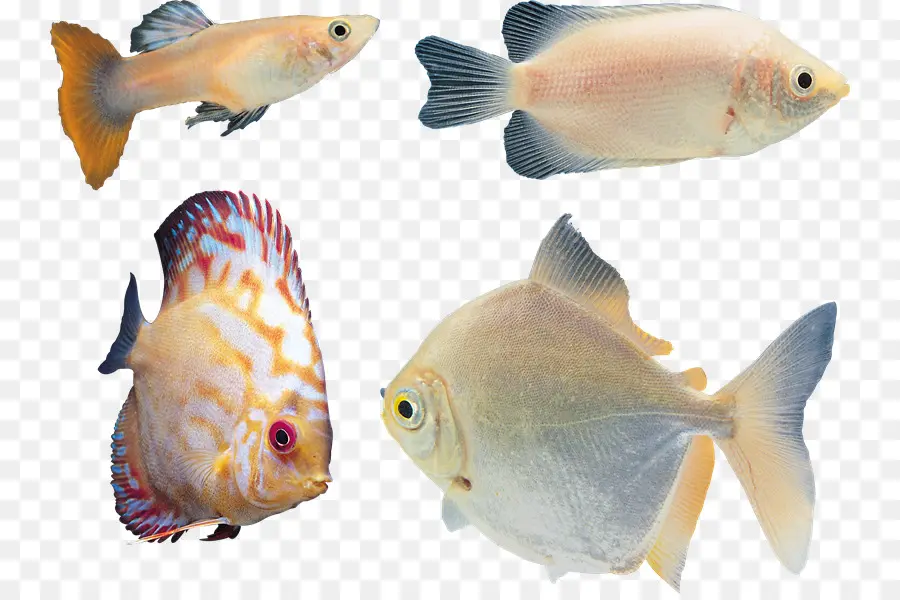 Los Peces，Bloodred Loro De Los Cíclidos PNG