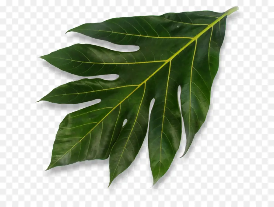 Hoja，Planta PNG