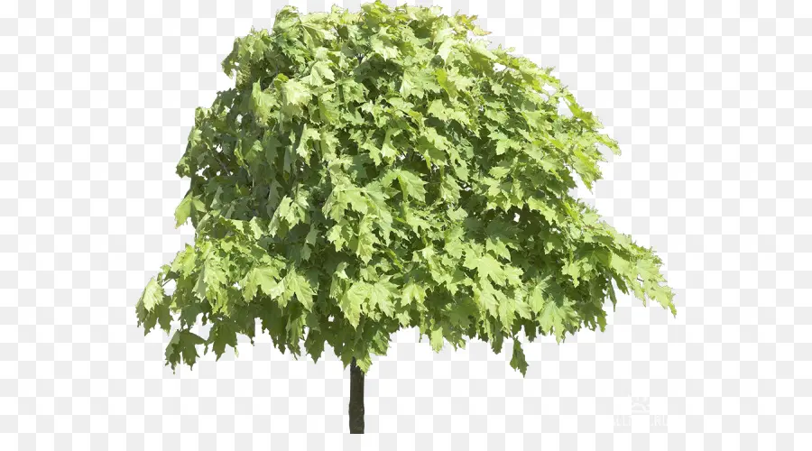 Árbol，Hojas PNG