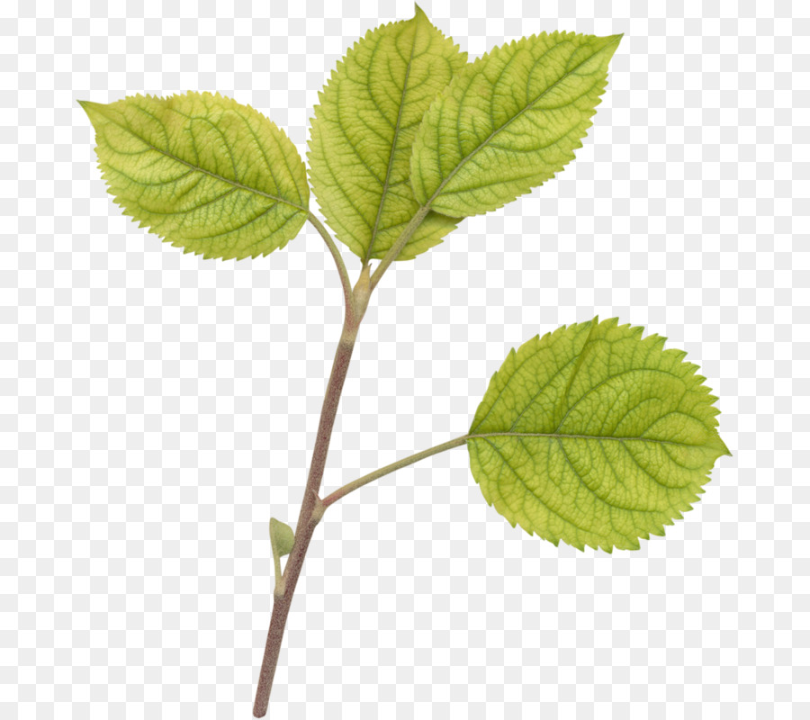 Té，Planta De Té PNG