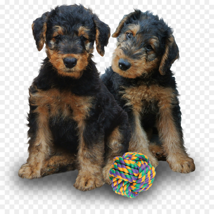 Airedale Terrier，Lakeland Terrier PNG