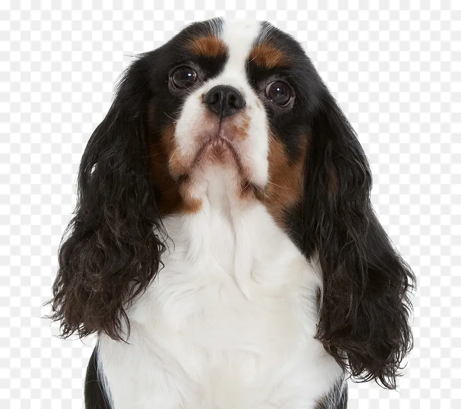 Perro，Mascota PNG