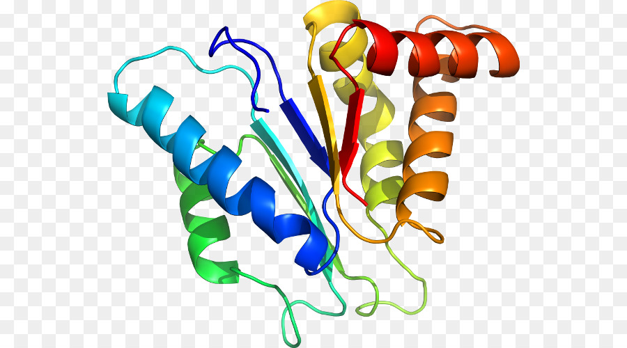 Estructura De La Proteína，Biología PNG