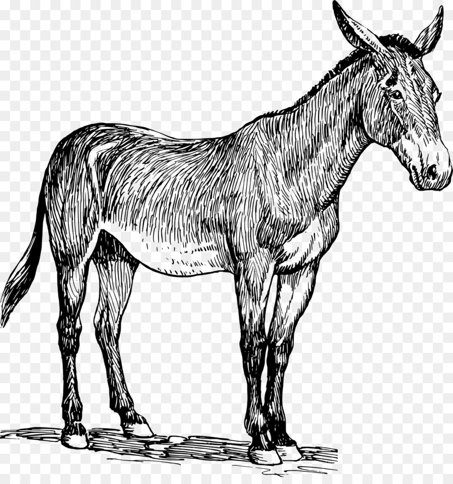 Burro，Mula PNG