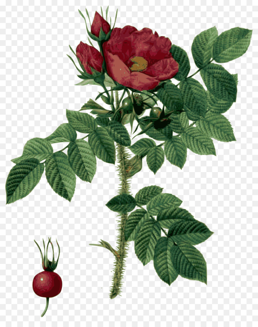 Las Rosas，Rosa PNG