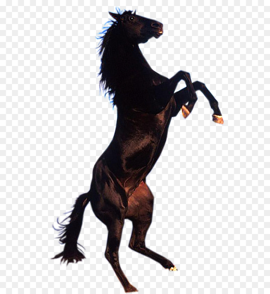 Caballo Negro，Caballo PNG