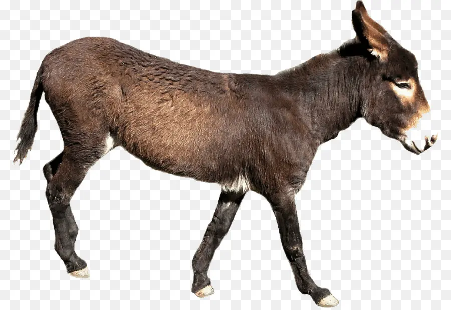 Burro，Descargar PNG