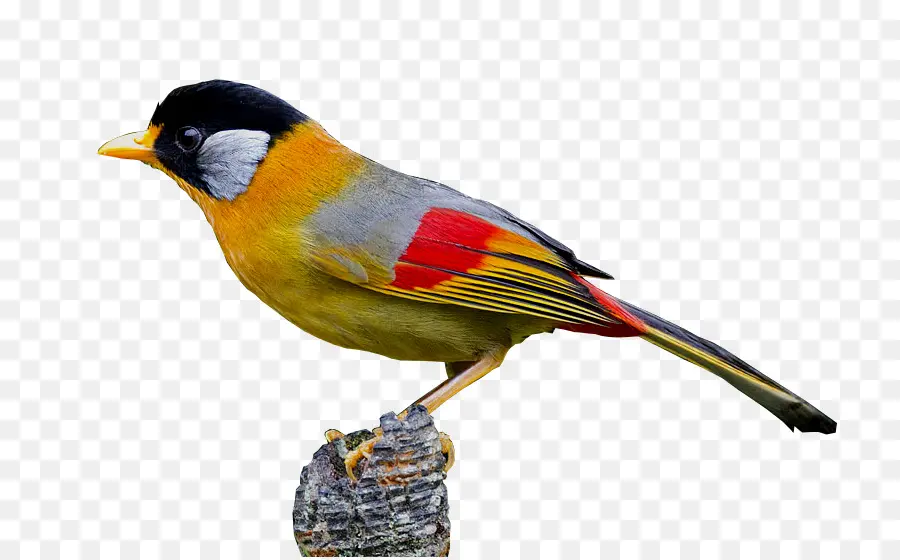 Ruiseñor Común，Pájaro PNG