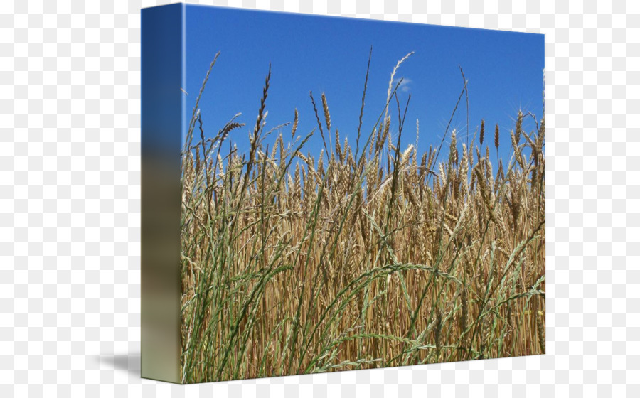 El Triticale，Vetiver PNG