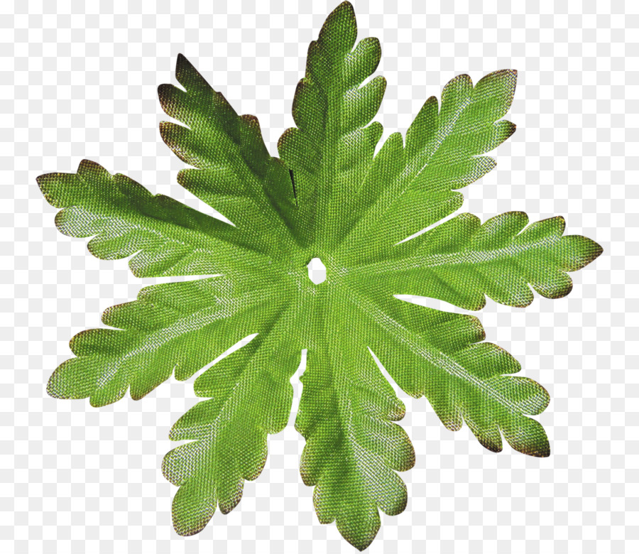 Hoja，árbol PNG