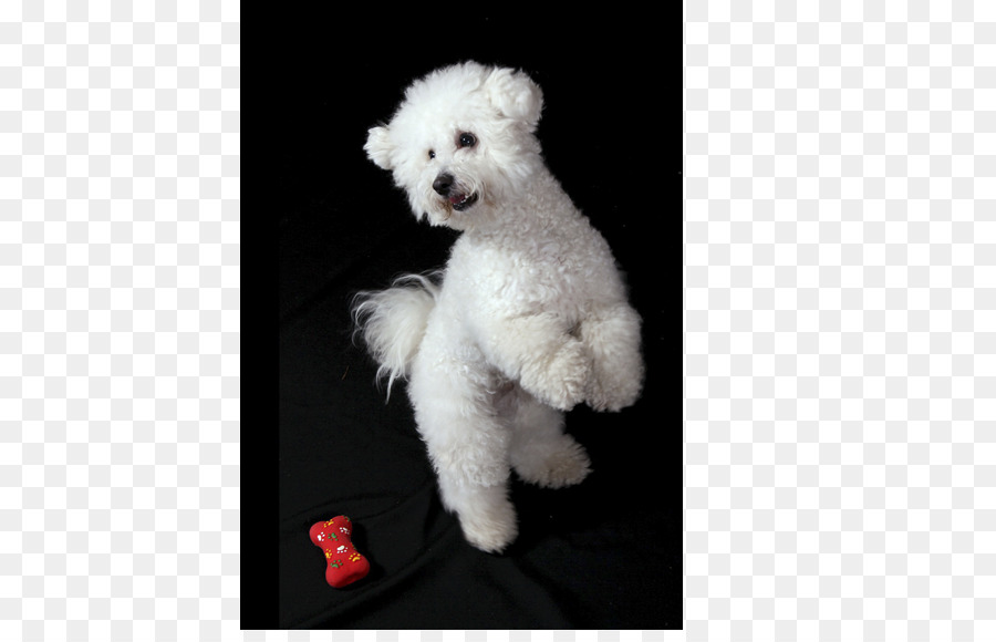 Perro Blanco，Mascota PNG