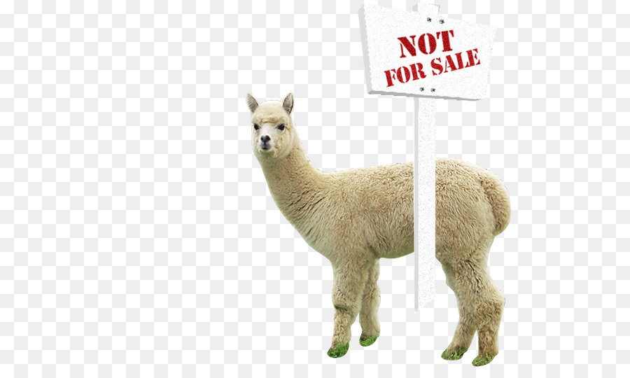 Alpaca Con Cartel，Animal PNG