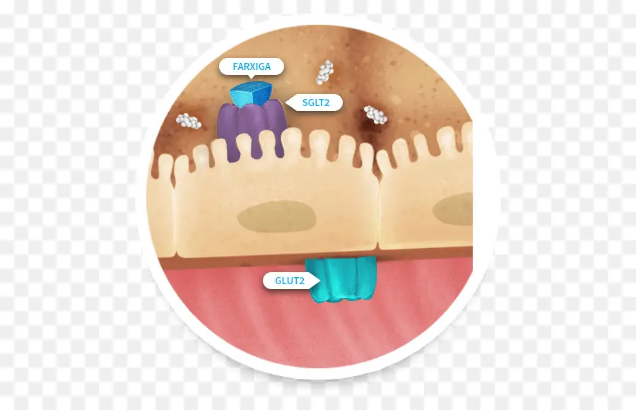 Dapagliflozin，La Diabetes Mellitus Tipo 2 PNG