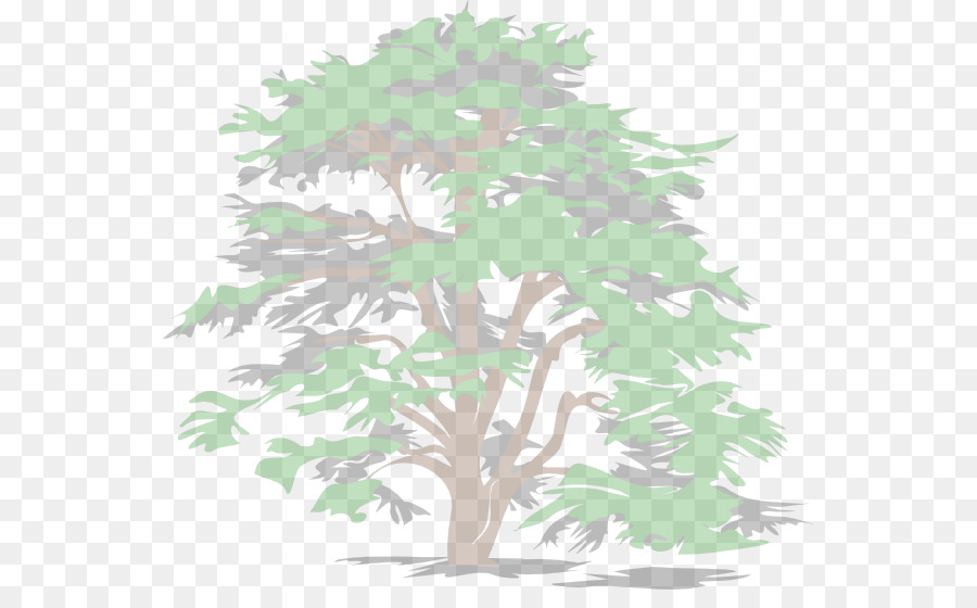 árbol，Evergreen PNG