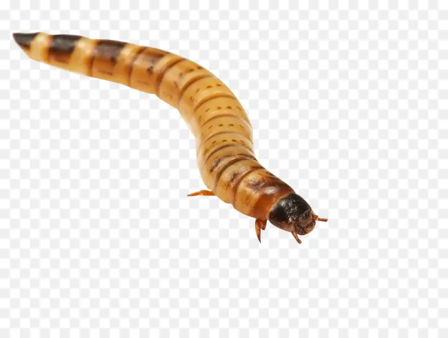 Gusano，Superworm PNG