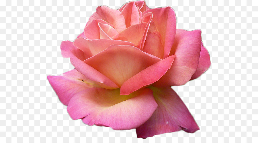 Rosa，Floración PNG