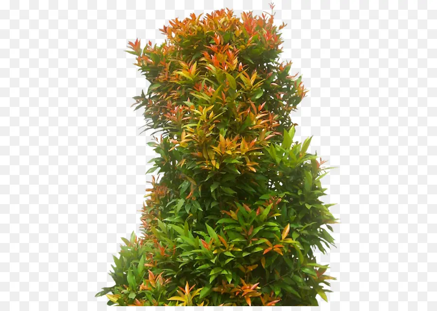 árbol，Syzygium Paniculatum PNG