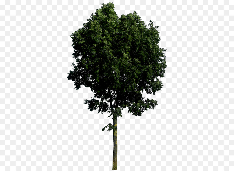 árbol Verde，Planta PNG