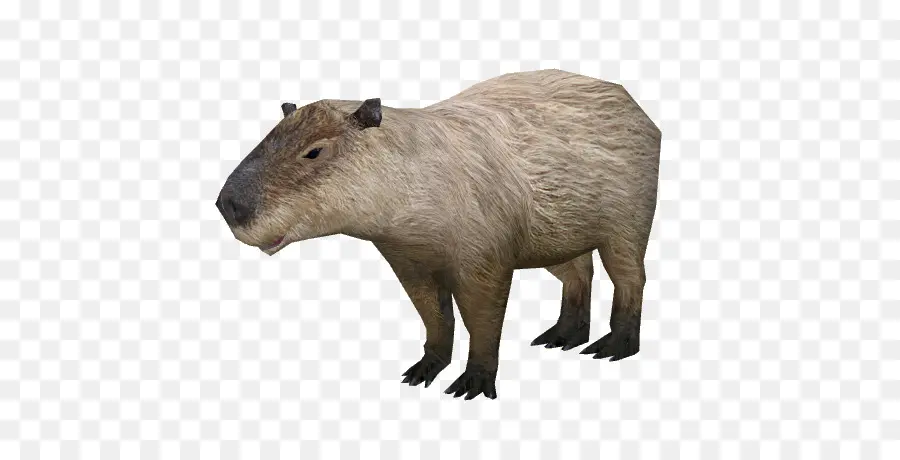 Capybara，Roedores PNG