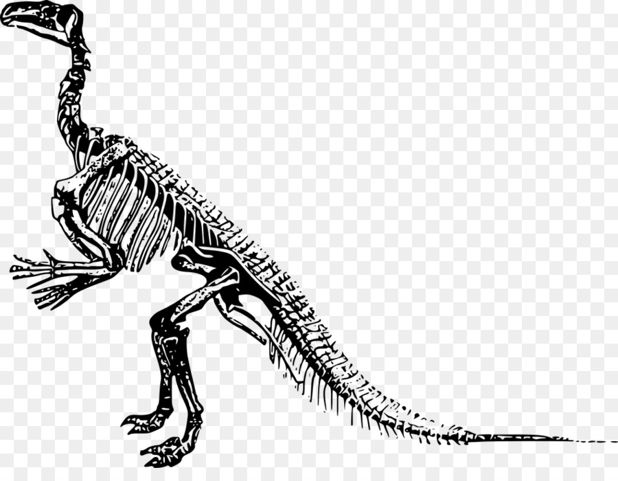 Tyrannosaurus，Velociraptor PNG