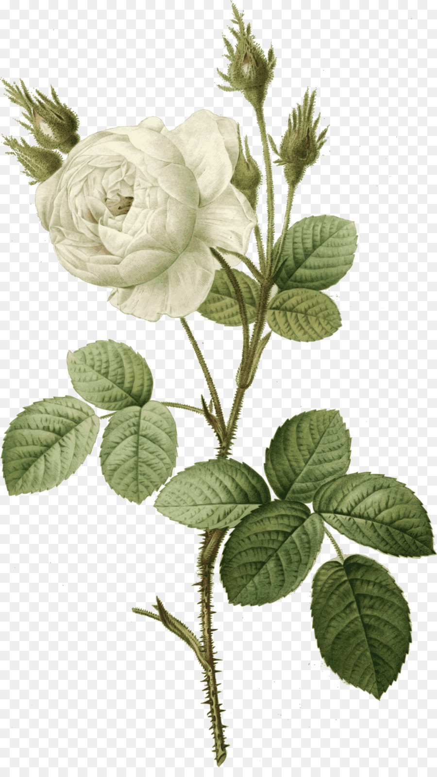 Rosa Rosa，Floración PNG