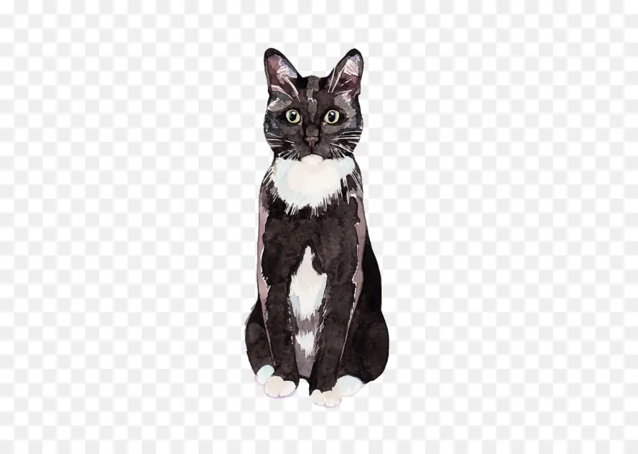 American Shorthair，Gatito PNG