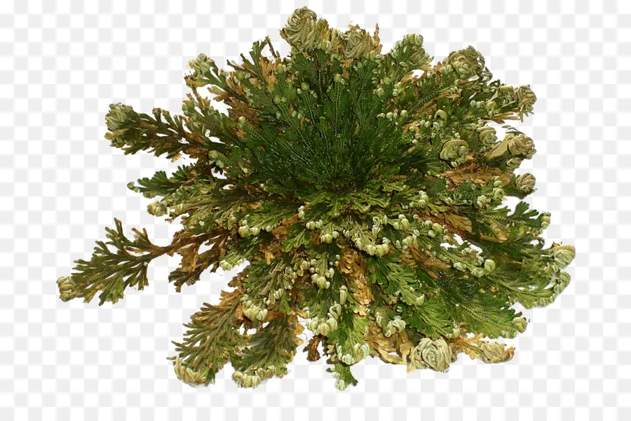 Selaginella Lepidophylla，La Rosa De Jericó PNG