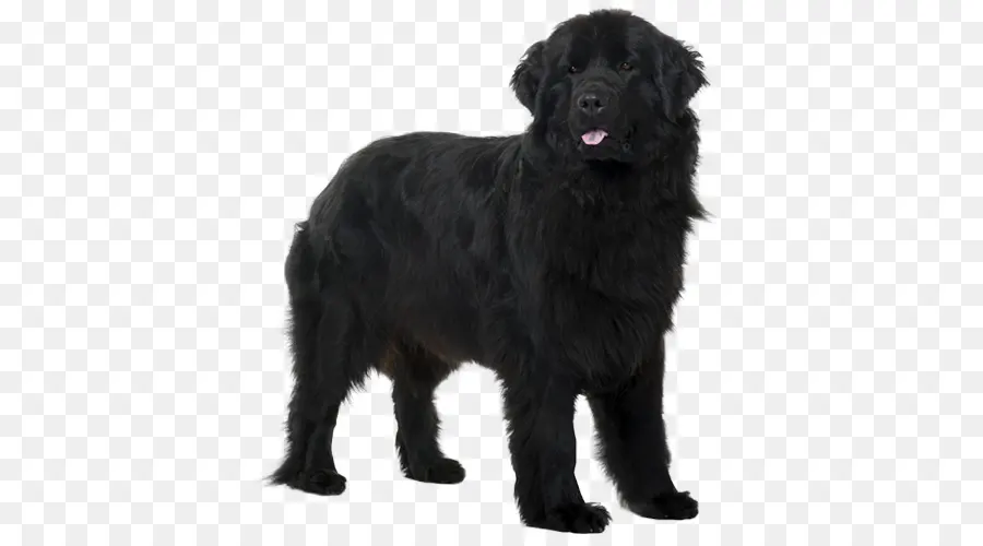 Flatcoated Retriever，Perro De Terranova PNG