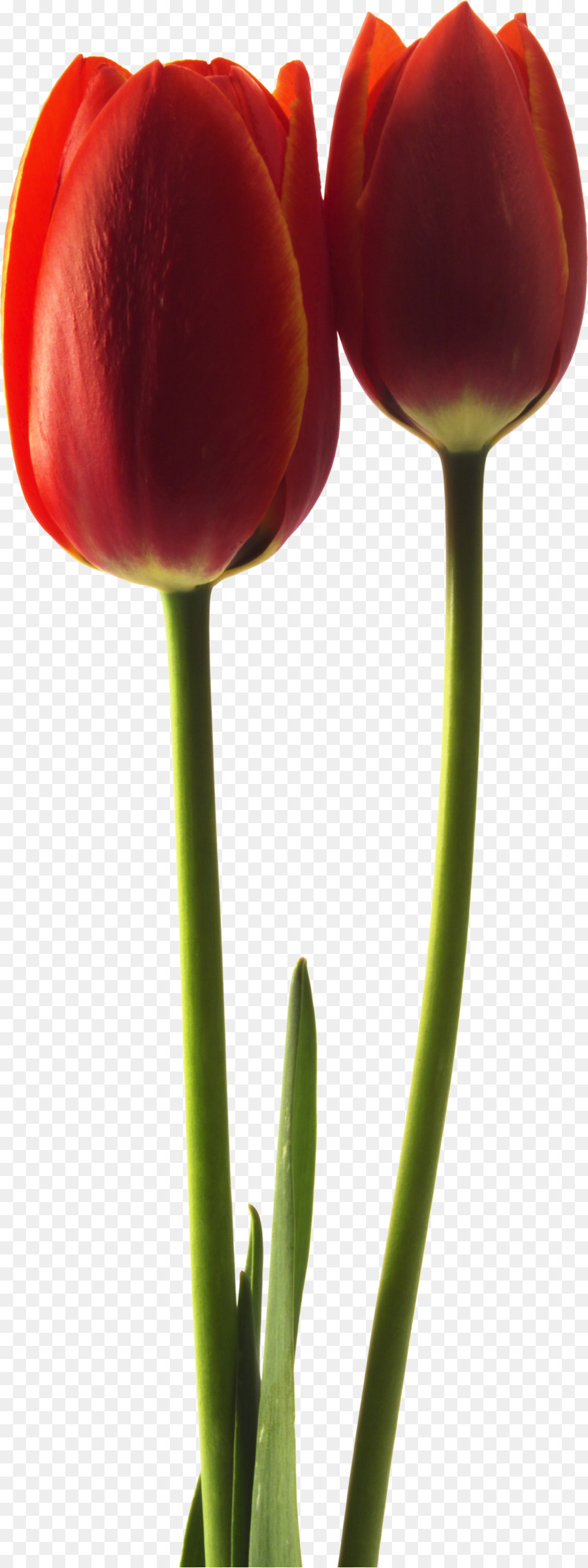 Tulip，Tallo De La Planta PNG