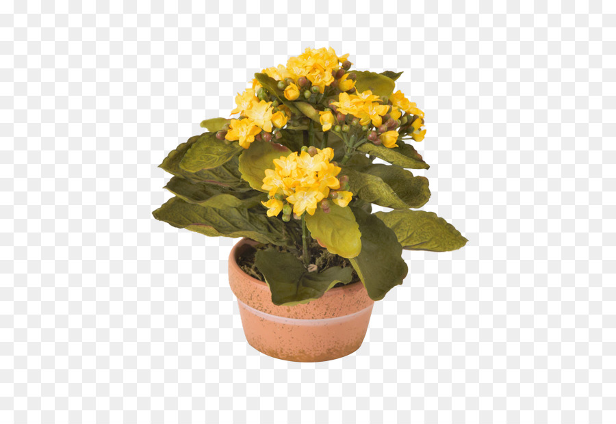 Flor，Gaillardia Grandiflora PNG