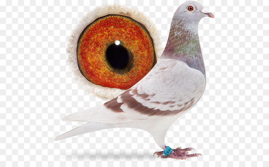 Columbidae，Homing Pigeon PNG