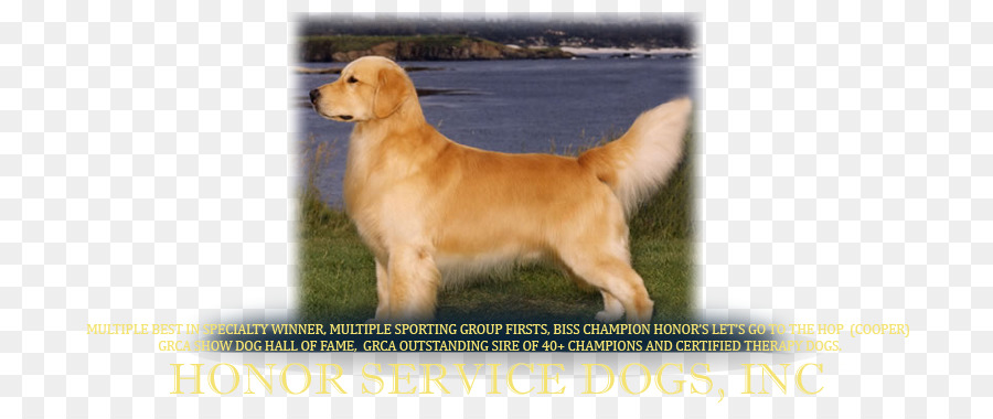 Golden Retriever，Nova Scotia Duck Peaje Retriever PNG