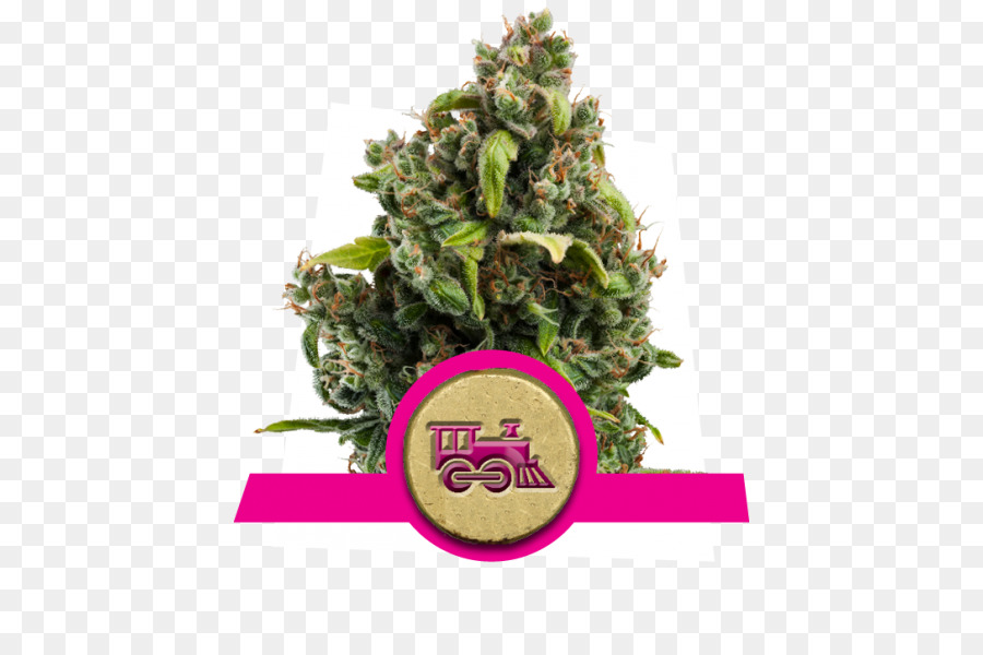 Kush，El Cannabis PNG