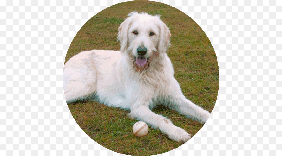 Golden Retriever，Labradoodle PNG